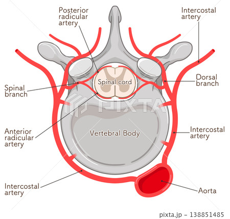 blood vessels of the thoracic vertebra blood vessels of the thoracic vertebra 138851485