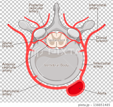 blood vessels of the thoracic vertebra blood vessels of the thoracic vertebra 138851485