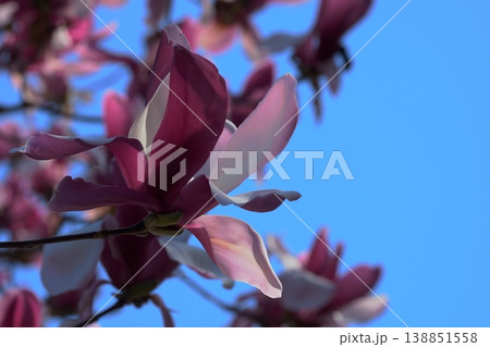 青空とモクレンの花 春のクローズアップ 青空とモクレンの花 春のクローズアップ 138851558