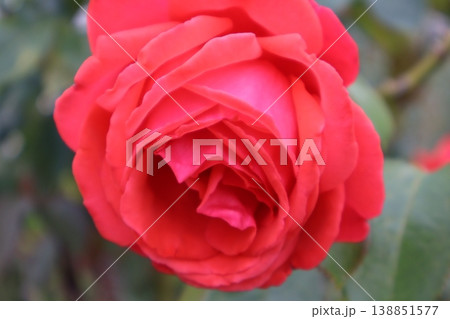深秋の陽光に燃える緋色の薔薇 深秋の陽光に燃える緋色の薔薇 138851577
