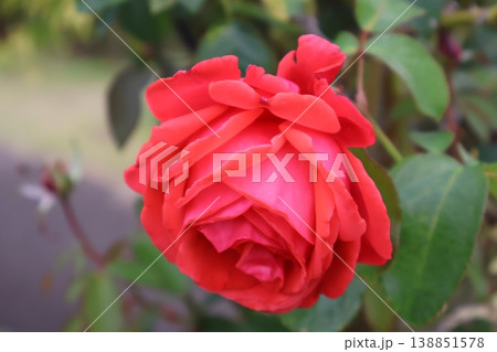 秋冷えの朝露をまとう紅の薔薇 秋冷えの朝露をまとう紅の薔薇 138851578