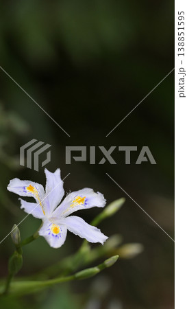 柔らかな光の中に咲くシャガ(射干)の花・春の和の背景素材 柔らかな光の中に咲くシャガ(射干)の花・春の和の背景素材 138851595