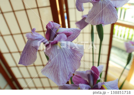 花菖蒲 紫 花 マクロ 和風 iris flower closeup 138851718