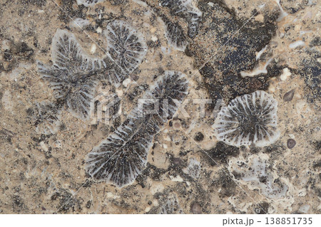 coral fossil texture 138851735