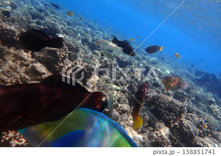 nice coral reef in the Egypt, Safaga 138851741