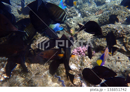 nice coral reef in the Egypt, Safaga 138851742