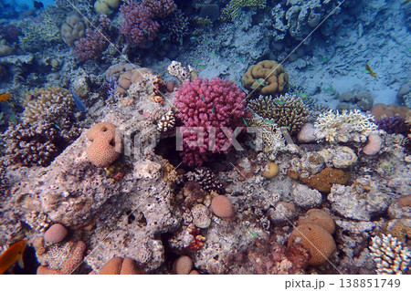 nice coral reef in the Egypt, Safaga nice coral reef in the Egypt, Safaga 138851749
