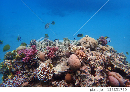 nice coral reef in the Egypt, Safaga nice coral reef in the Egypt, Safaga 138851750