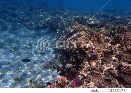 nice coral reef in the Egypt, Safaga 138851754
