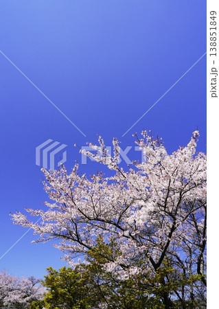 春の柳生 桜風景 春の柳生 桜風景 138851849