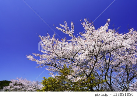 春の柳生 桜風景 春の柳生 桜風景 138851850