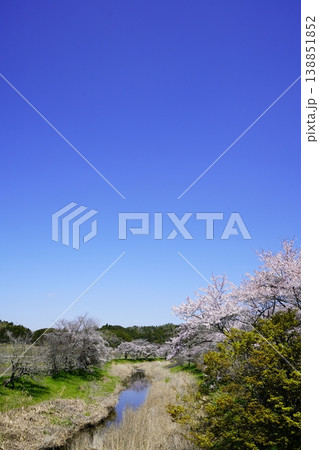 春の柳生 桜風景 春の柳生 桜風景 138851852
