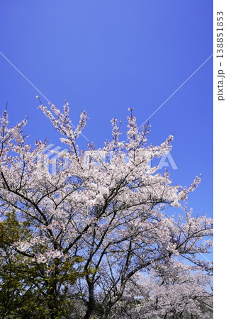 春の柳生 桜風景 春の柳生 桜風景 138851853