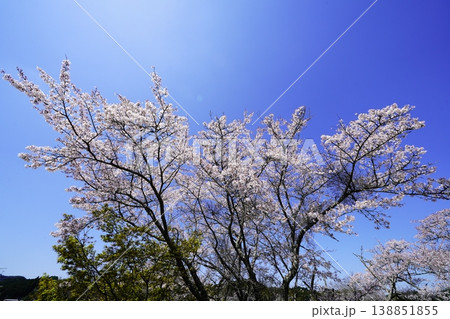 春の柳生 桜風景 春の柳生 桜風景 138851855