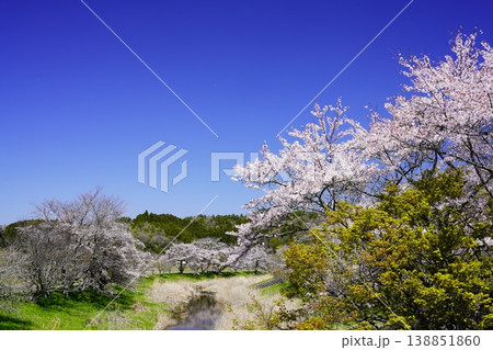 春の柳生 桜風景 春の柳生 桜風景 138851860