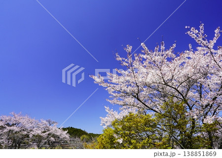 春の柳生 桜風景 春の柳生 桜風景 138851869