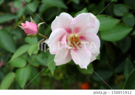 秋風にそっと開く薔薇の朝 秋風にそっと開く薔薇の朝 138851912
