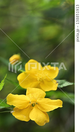 春のヤマブキの花が連なる風景・柔らかな背景素材 138851913