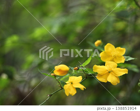 春のヤマブキの花が連なる風景・柔らかな背景素材 138851914