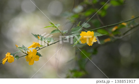 春のヤマブキの花が連なる風景・柔らかな背景素材 138851917
