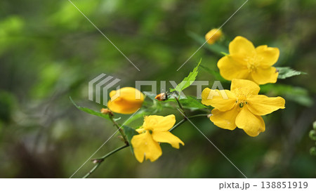 春のヤマブキの花が連なる風景・柔らかな背景素材 138851919