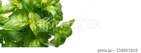 Fresh basil leaves banner isolated white 138851928