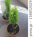 植木鉢に植えられた植木 138852029