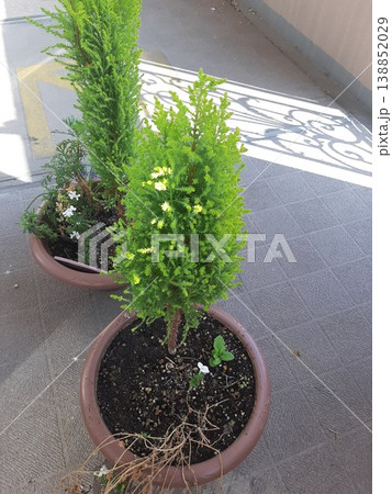 植木鉢に植えられた植木 植木鉢に植えられた植木 138852029