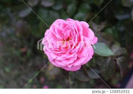 秋、微笑む淡紅の薔薇 秋、微笑む淡紅の薔薇 138852032