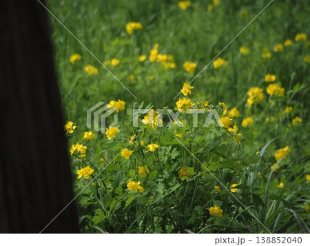 春の黄色の花　クサノオウ 138852040