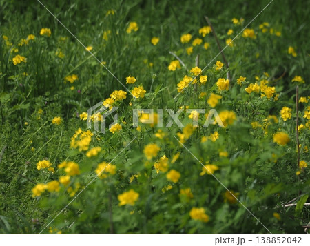 春の黄色の花　クサノオウ 138852042