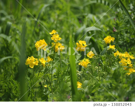 春の黄色の花 クサノオウ 春の黄色の花 クサノオウ 138852043