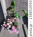 玄関先に飾られた花 138852050