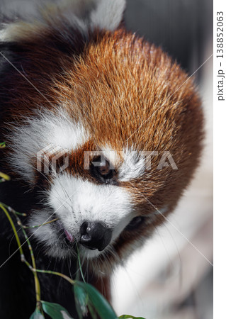 動物園の笹の葉を食べるレッサーパンダ 動物園の笹の葉を食べるレッサーパンダ 138852063