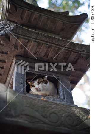 神社でお参りする灯籠の中の野良猫 神社でお参りする灯籠の中の野良猫 138852070