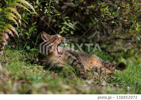 公園で遊ぶあくびをする野良猫 138852072