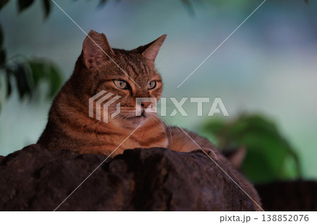 夕焼けと茶トラ模様の野良猫 夕焼けと茶トラ模様の野良猫 138852076
