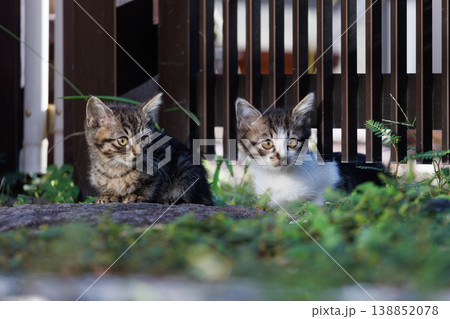 寄り添うかわいい二匹の子猫の野良猫 138852078
