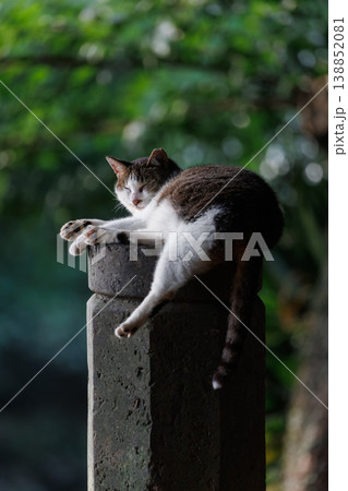 森の柱の上で寝てるキジトラ柄の野良猫 138852081