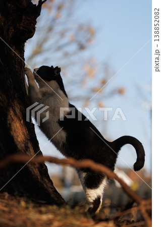 夕方に爪とぎをしているぶち猫柄の野良猫 138852082
