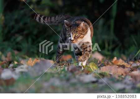 夕焼けと躍動感のあるベンガル模様の野良猫 138852083