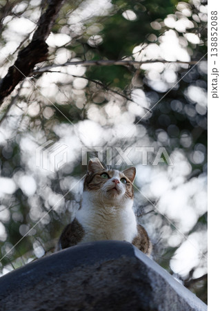 灯籠の上で香箱座りする野良猫 灯籠の上で香箱座りする野良猫 138852088