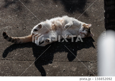 お腹を見せてゴロゴロしている野良猫 138852092