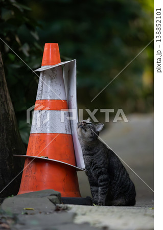 カラーコーンと道路の脇で休む野良猫 カラーコーンと道路の脇で休む野良猫 138852101