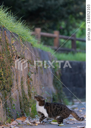 今にも飛びかかりそうな野良猫 今にも飛びかかりそうな野良猫 138852103