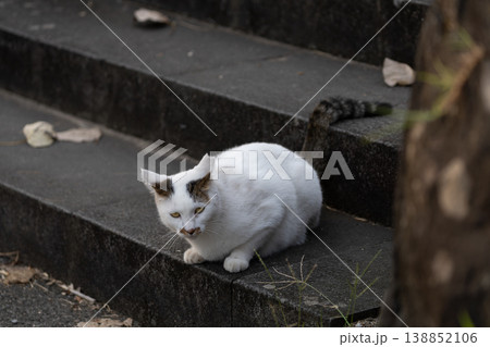 尻尾が曲がってる特徴的な野良猫 尻尾が曲がってる特徴的な野良猫 138852106