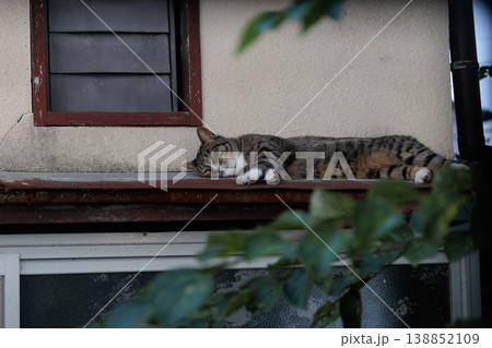 窓から外を眺める猫 窓から外を眺める猫 138852109