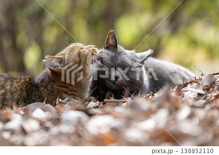 落ち葉の上で毛繕いし合う野良猫達 落ち葉の上で毛繕いし合う野良猫達 138852110