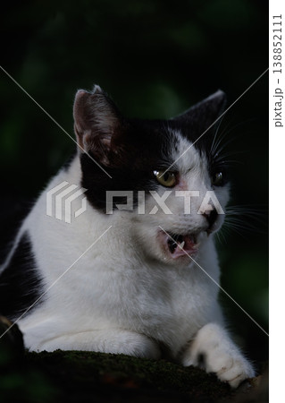 暗闇で威嚇する野良猫 暗闇で威嚇する野良猫 138852111