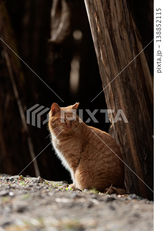 暗闇で浮かび上がる日向ぼっこする野良猫 138852115